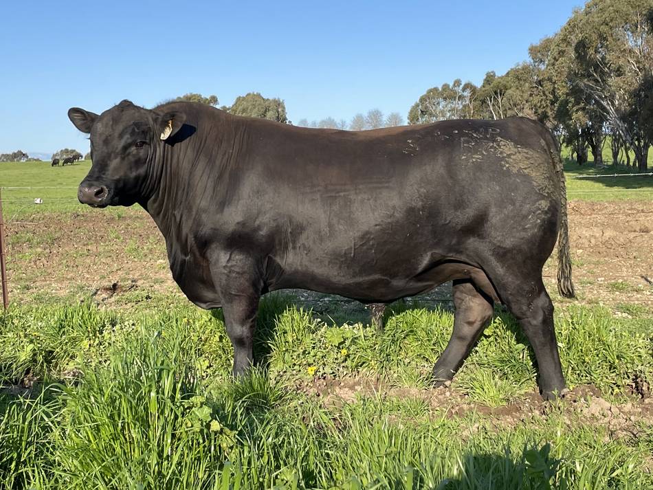 Jade Park Angus Bulls