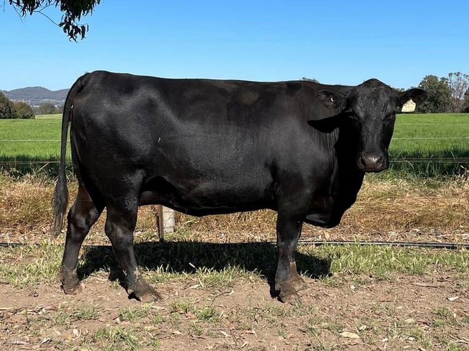 Jade Park Angus Cows