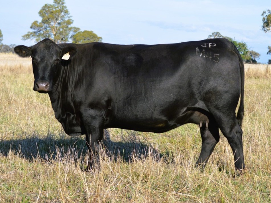 Jade Park Angus Cows
