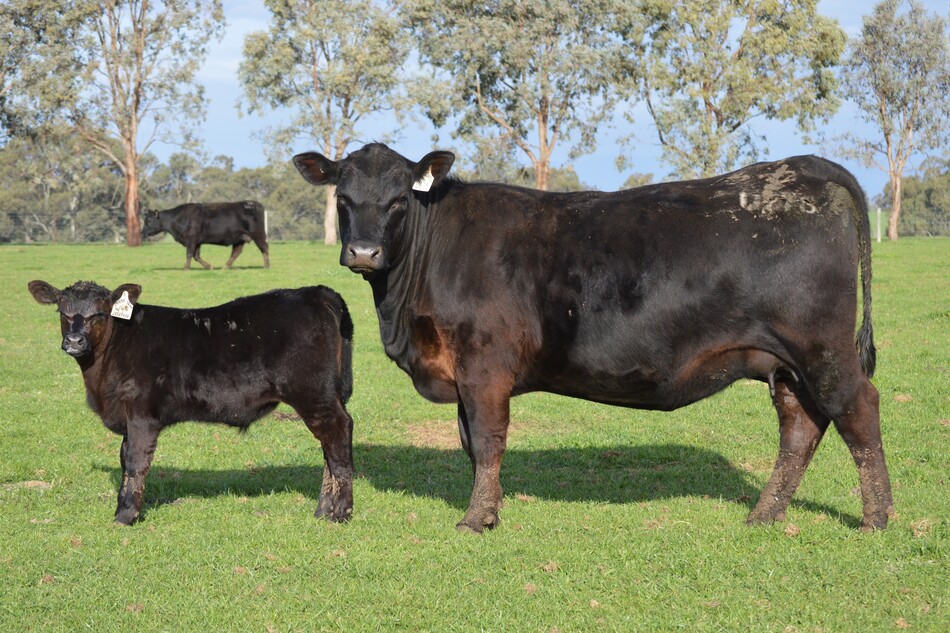 2026 BULL SALE – TUESDAY 31 MARCH 2026